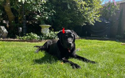 Hilarisch of catastrofe?