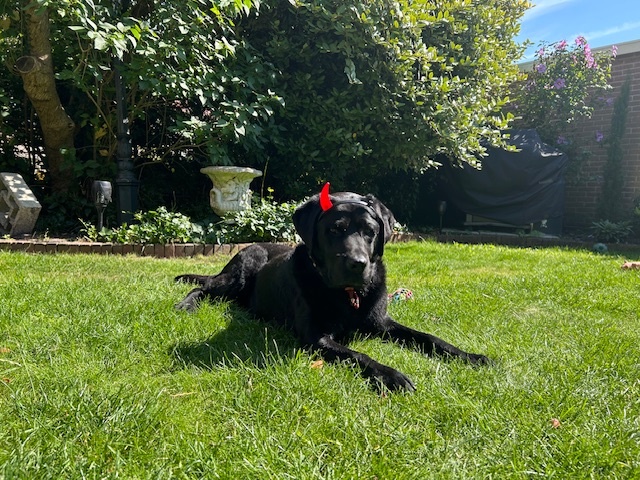 Hilarisch of catastrofe?